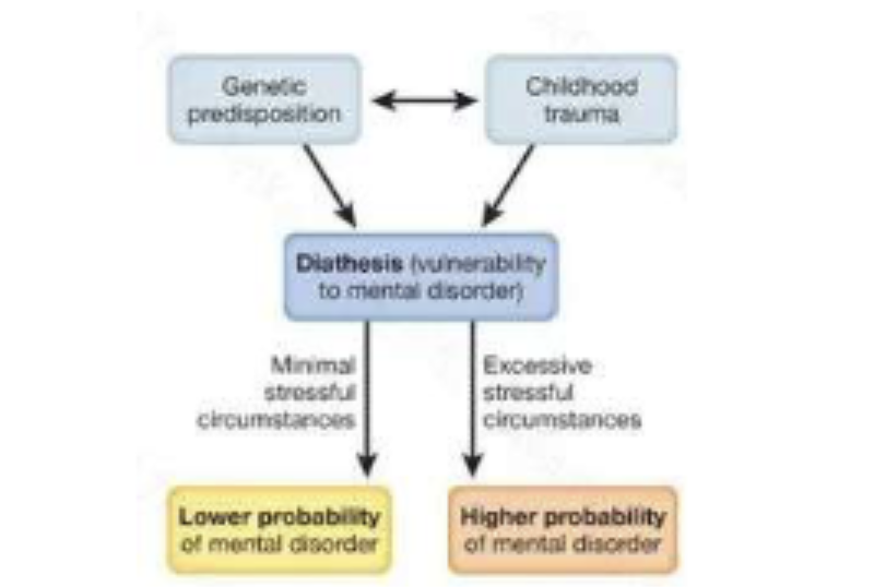 <p>childhood trauma can influence genetic pedisposition OR vice versa </p><p>biological factors interacting with personal experiences </p><p>as we encounter stress, low levels of probability of developing a mental disorder </p><p>high levels of probability increase the probability of developing a mental disorder </p>