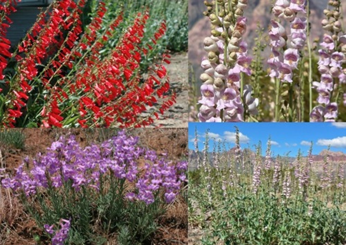 <p>Plantaginaceae. penstemon</p>