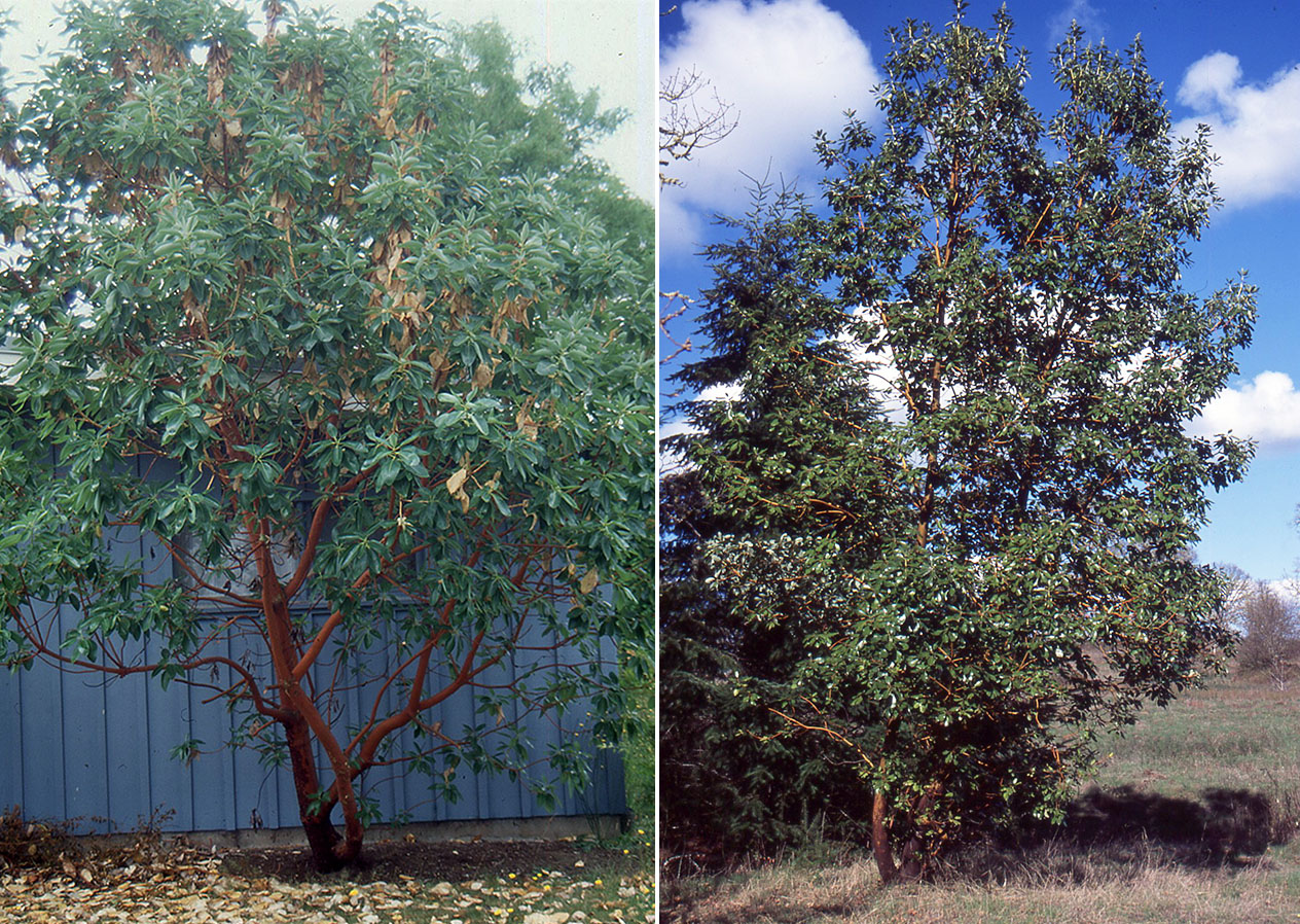 <p>Broad-leaved evergreen tree, 20-65 ft (6-20 m), mature bark reddish brown, exfoliating, bark on stems smooth and reddish.&nbsp;&nbsp;Leaves alternate, simple, oval, broad, 3.5-10 cm long x 4-7.5 cm wide, thick and leathery, base subcordate to broad-cuneate, apex obtuse or somewhat acute, margin entire, lustrous dark green above.&nbsp;&nbsp; Flowers white, urn-shaped, about 1 cm long.&nbsp;&nbsp;Fruit ellipsoid or obovoid, orange-red, 10-13 mm. Native to Pacific Northwest and California, narrow belt along the Pacific Ocean. Sheds leaves and bark irregularly.</p>