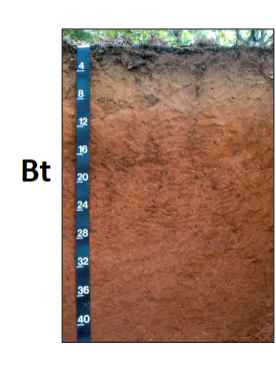<ul><li><p>subsurface horizon of accumulation or illuviation</p></li><li><p>properties are derived from the materials that are accumulating in the horizion</p><ul><li><p>Bt - clay accumulation</p></li><li><p>Bh - organic matter</p></li><li><p>Bs - Fe and AI accumulation</p></li><li><p>Bw- weakly developed</p></li></ul></li></ul>