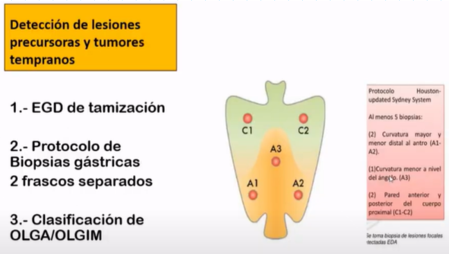 <ul><li><p>a los<mark data-color="yellow"> 40 años primera</mark> endoscopia de tamización</p></li><li><p>las muestras van en frascos separados</p></li><li><p>OLGA</p><table style="minWidth: 50px"><colgroup><col><col></colgroup><tbody><tr><td colspan="1" rowspan="1"><p><strong>0, 1, 2</strong></p></td><td colspan="1" rowspan="1"><p>Repetir la endoscopia (de buena calidad con biopsia) de <strong>3 a 5 años</strong></p></td></tr><tr><td colspan="1" rowspan="1"><p><strong>3 o 4</strong></p></td><td colspan="1" rowspan="1"><p>Endoscopia de vigilancia de seguimiento <strong>anual </strong>(por un experto en lesiones)</p></td></tr></tbody></table></li></ul>