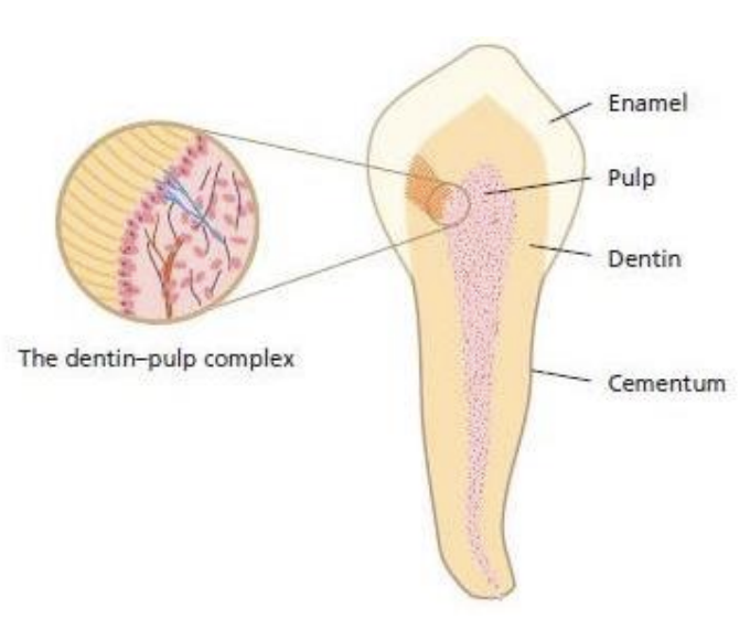 <p>enamel<br>cementum<br>dentin<br>pulp</p>