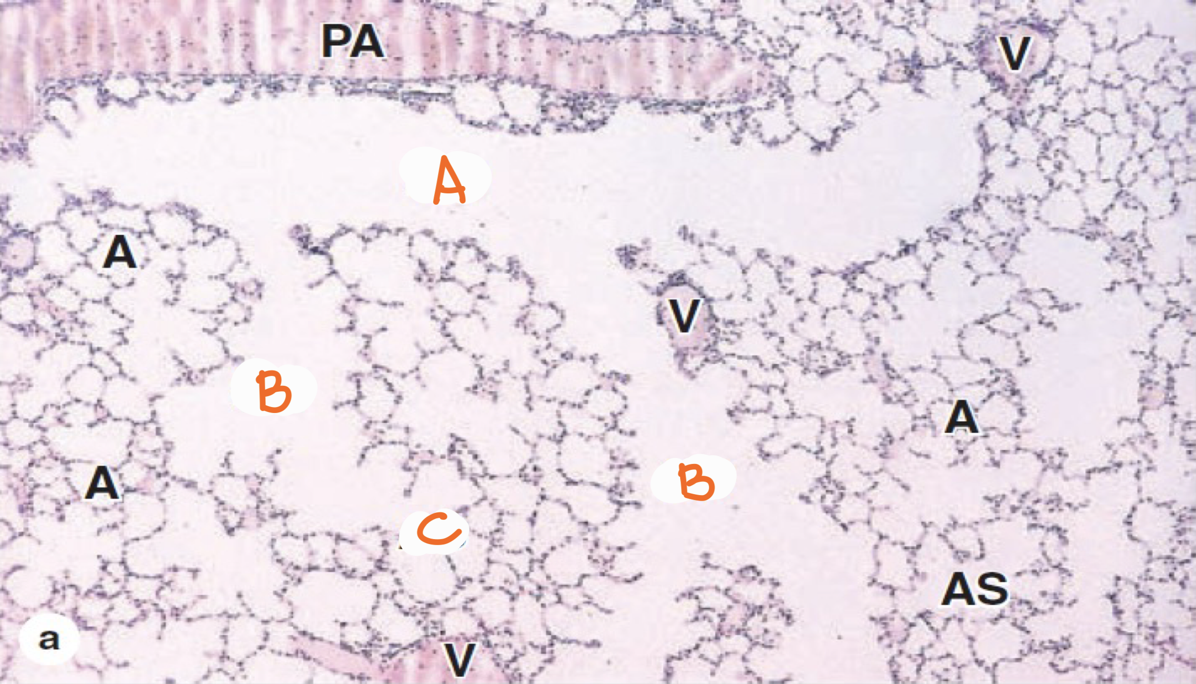 <p>Identify the structure</p>