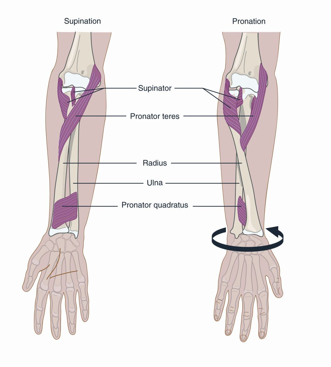 <p><span>Hand rotators</span></p>