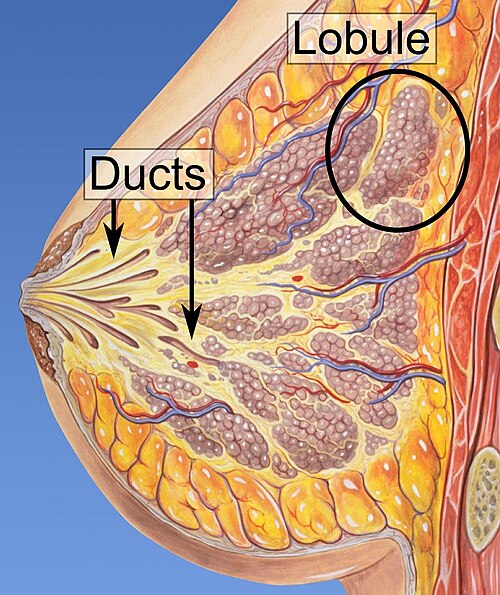<p>Lobule [Count] → Lobular (adj)<br>Ex: Lobular carcinoma starts in the lobules of the breast.</p>
