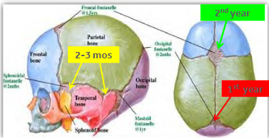 <p>An opening in the skill where the boney plates come together. <em>Incomplete ossification</em> - Allows for rapid stretching and deformation of the cranium as the brain expands faster then the surrounding bone can grow.</p><p></p><p>Lateral fontanels (4) - obliterated within the first 2-3 months </p><p>Posterior fontanel (1) - within the 1st year</p><p>Anterior fontanel (1) - middle of the 2nd year </p>