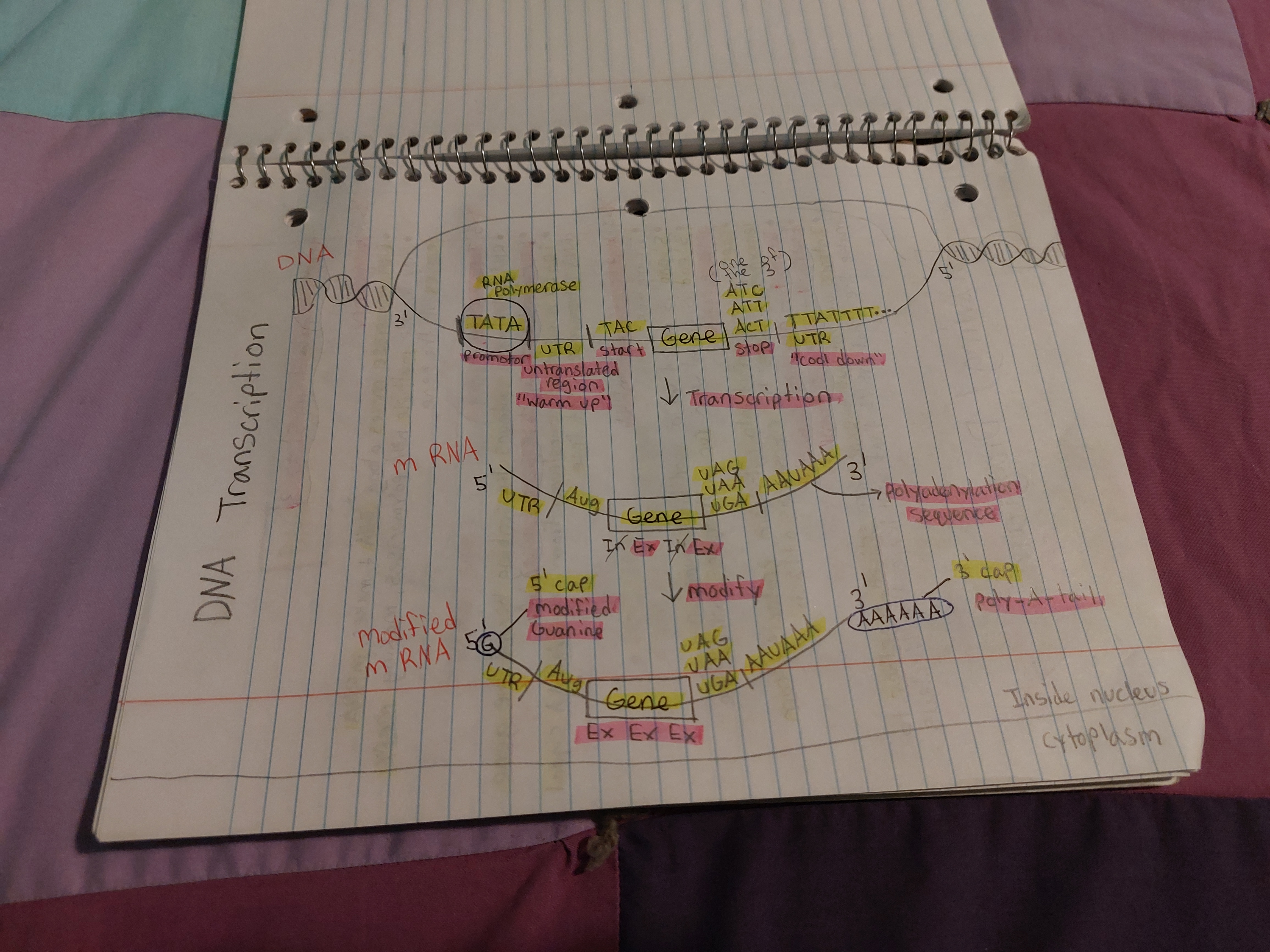 knowt flashcard image