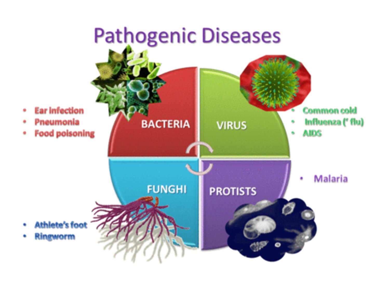<p>Disease-causing micro-organism</p>