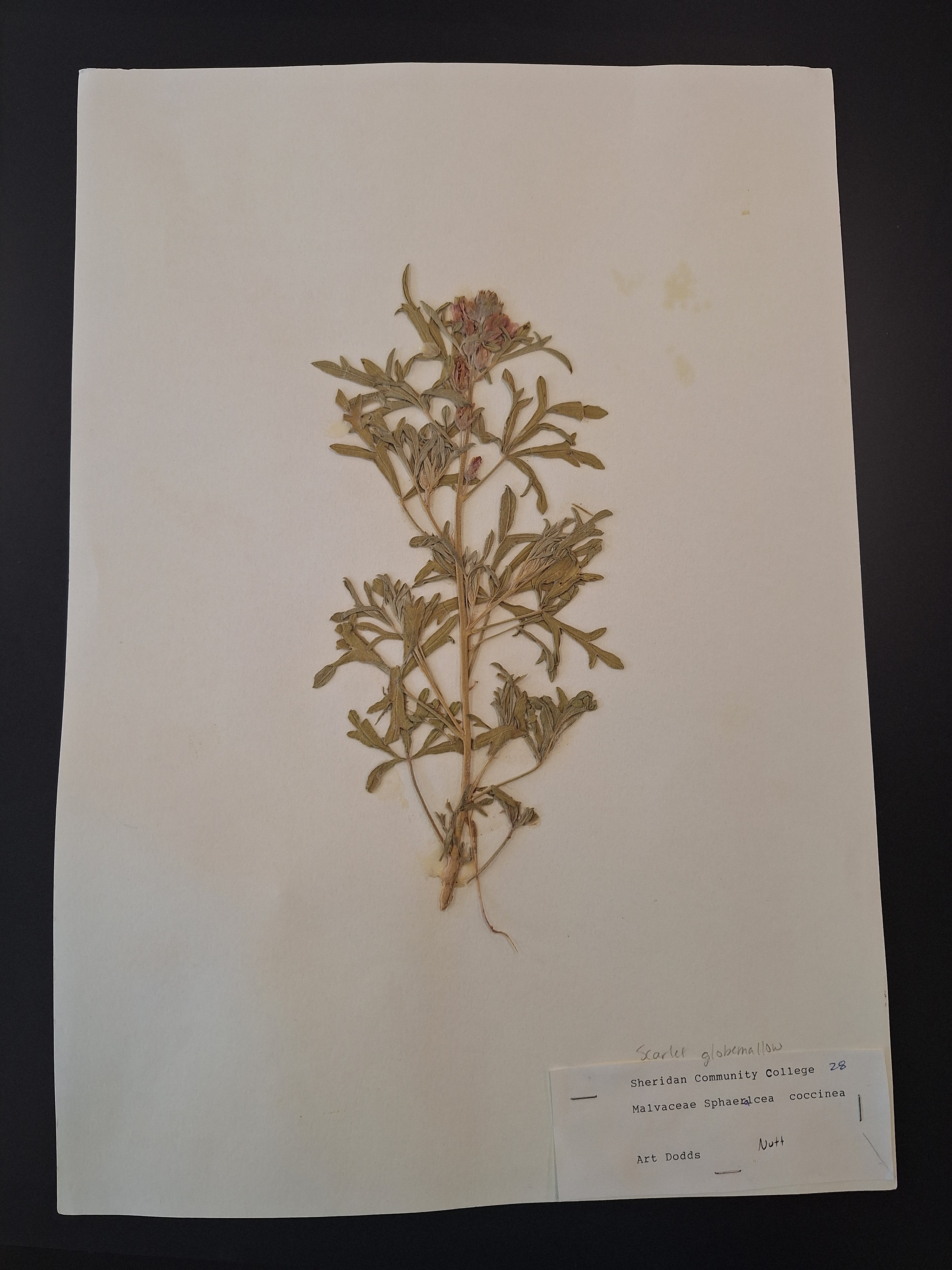 <p>What is this plant</p>