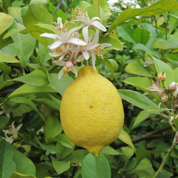 <p>lemon</p>