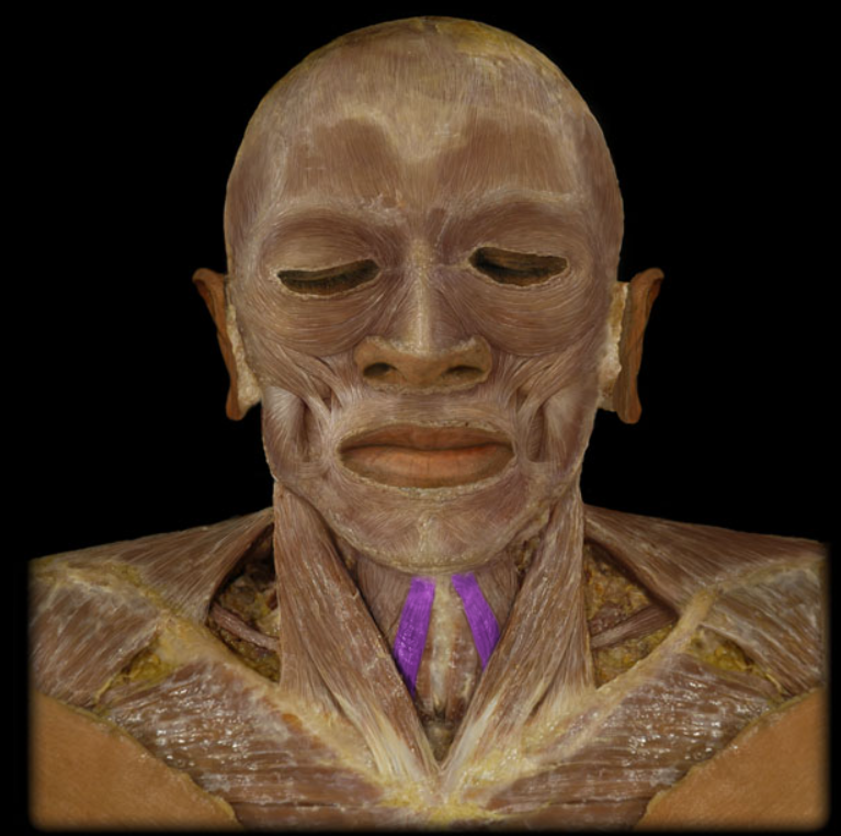 <ul><li><p>Action: Depression of hyoid bone</p></li><li><p>Origin: Sternum (manubrium), Clavicle (medial end)</p></li><li><p>Insertion: Hyoid bone</p></li><li><p>Innervation: Ventral rami of C1-3 spinal nerves (ansa cervicalis)</p></li></ul><p></p>