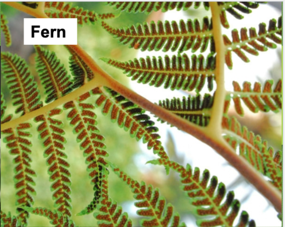 <p>produces spores, vascular </p><ul><li><p>brown dots on underside of leaf </p></li></ul><p></p>