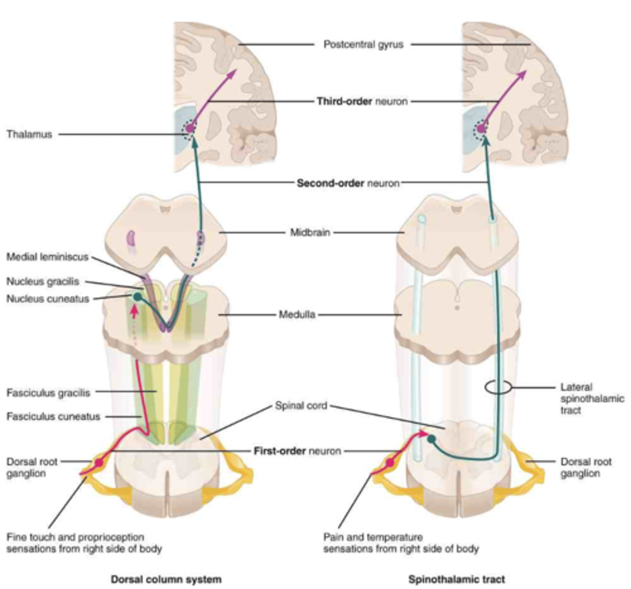 <p>decussate —&gt; midline</p><p></p><p>ipsilateral —&gt; same side</p><p></p><p>contralateral —&gt; opposite side</p>