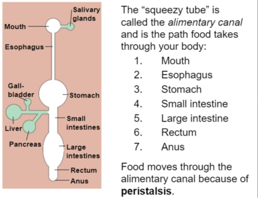 <p>Mouth-&gt; esophagus -&gt; stomach -&gt; small intestine -&gt; large intestine</p>