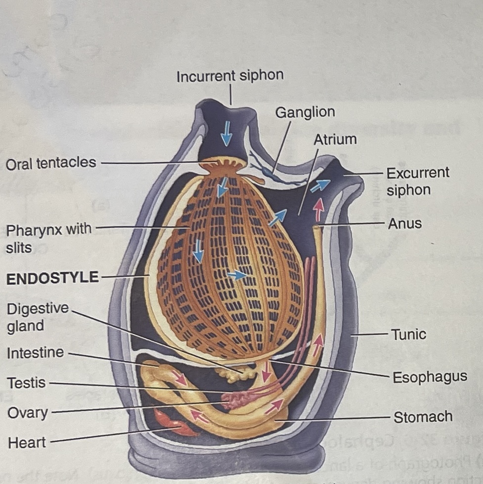 
 1. Incurrent siphon
 2. Ganglion
 3. Atrium
 4. Excurrent siphon
 5. Anus
 6. Tunic
 7. Esophagus
 8. Stomach
 9. Heart
10. Ovary
11. Testis
12. Intestine
13. Digestive Gland
14. Endostyle
15. Pharynx with Slits
16. Oral Tentacles