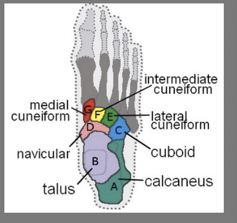 <p>Transverse tarsal bones</p>