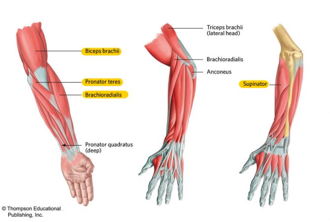Origin: Above lateral epicondyle of humerus

Insertion: Styloid process of radius

Function: Flexes elbow (especially when forearm is pronated)