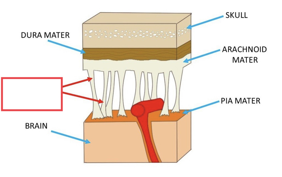 filaments between the arachnoid and pia mater within the subarachnoid space