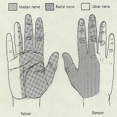 \-Ulnar Nerve

\-Median Nerve

\-Radial Nerve