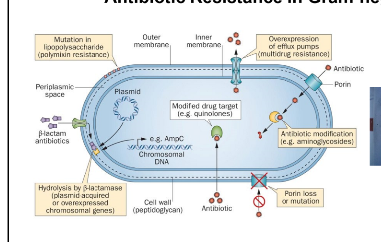 <ul><li><p><strong>Mutation in lipopolysaccharide</strong> (e.g., polymyxin resistance)</p></li><li><p><strong>Hydrolysis by β-lactamase</strong> (plasmid-acquired or overexpressed chromosomal genes)</p></li><li><p><strong>Overexpression of efflux pumps</strong> (multidrug resistance)</p></li><li><p><strong>Modified drug target</strong> (e.g., quinolones)</p></li><li><p><strong>Antibiotic modification</strong> (e.g., aminoglycosides)</p></li><li><p><strong>Porin loss or mutation</strong> (reduces antibiotic entry</p></li></ul><p></p>