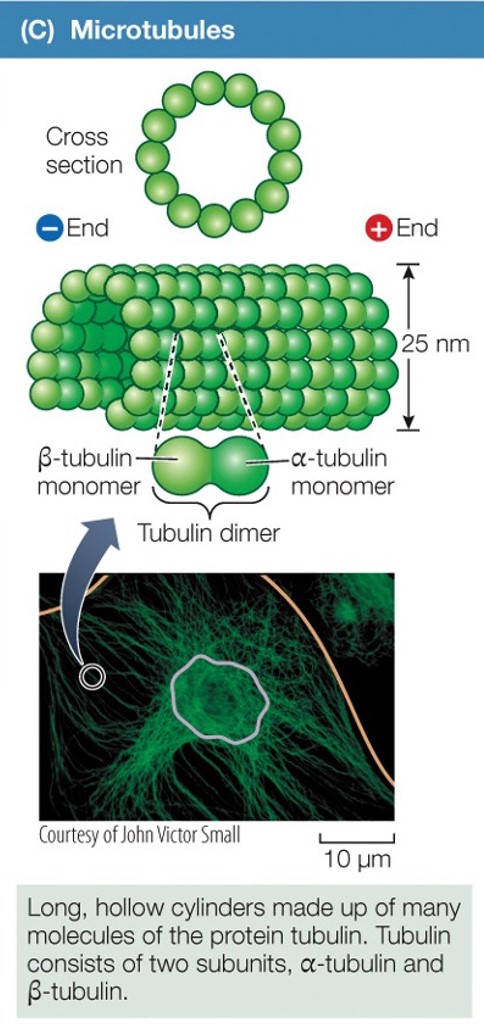 <p>Microtubules</p>