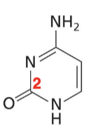 <p>Pyrimidine base with one O, one N, one NH, one NH<sub>2</sub></p>