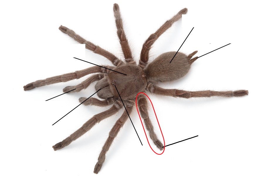 <p>Which leg is this?</p>
