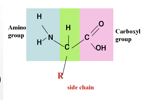 <p>-contain an amine group</p><p>-contain an acid group</p><p>-vary only by R groups (side chains)</p>
