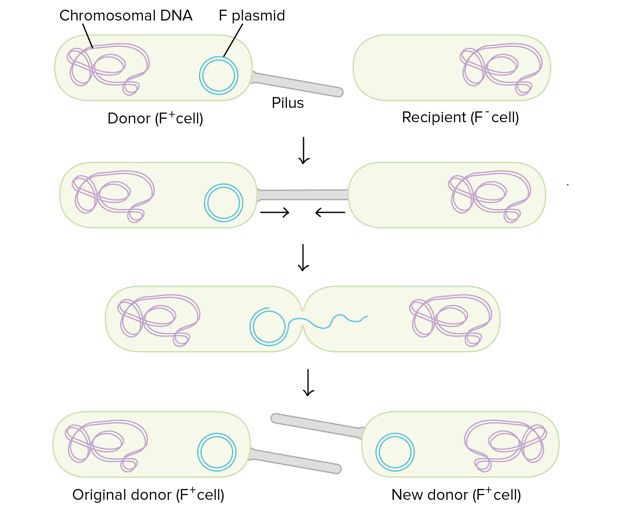<p>Direct transfer of DNA between bacteria using a pilus; F+ cells donate plasmids to F- cells.</p>