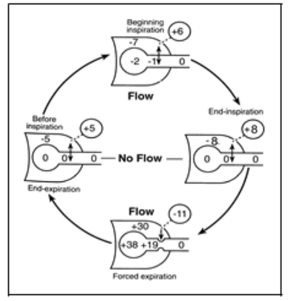 <ol><li><p>During inspiration→ large negative pleural pressure tends to keep airway open</p><ul><li><p>trans-airway pressure large and positive</p></li></ul></li><li><p>At end of inspiration→ pressure within the airway and alveolous equilibrates with atmospheric pressure</p><ul><li><p>and the trans airway pressure<strong> remain large and positive</strong></p></li></ul></li><li><p>During forced expiration→ pleural pressure can be very large and positive</p><ul><li><p>elastic recoil of the lung parenchyma ensures that the alveolar pressure are<strong> even more</strong> positive</p></li><li><p>so trans airway pressure remains<strong> large and positive</strong></p></li></ul></li></ol><p></p>