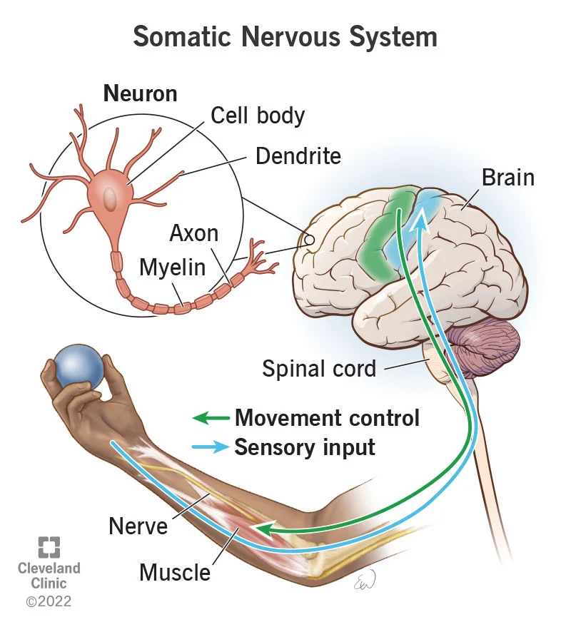 <p>the branch of the peripheral nervous system that includes sensory nerves and motor nerves; gathers information from sensory receptors and controls the skeletal muscles responsible for voluntary movement.</p>