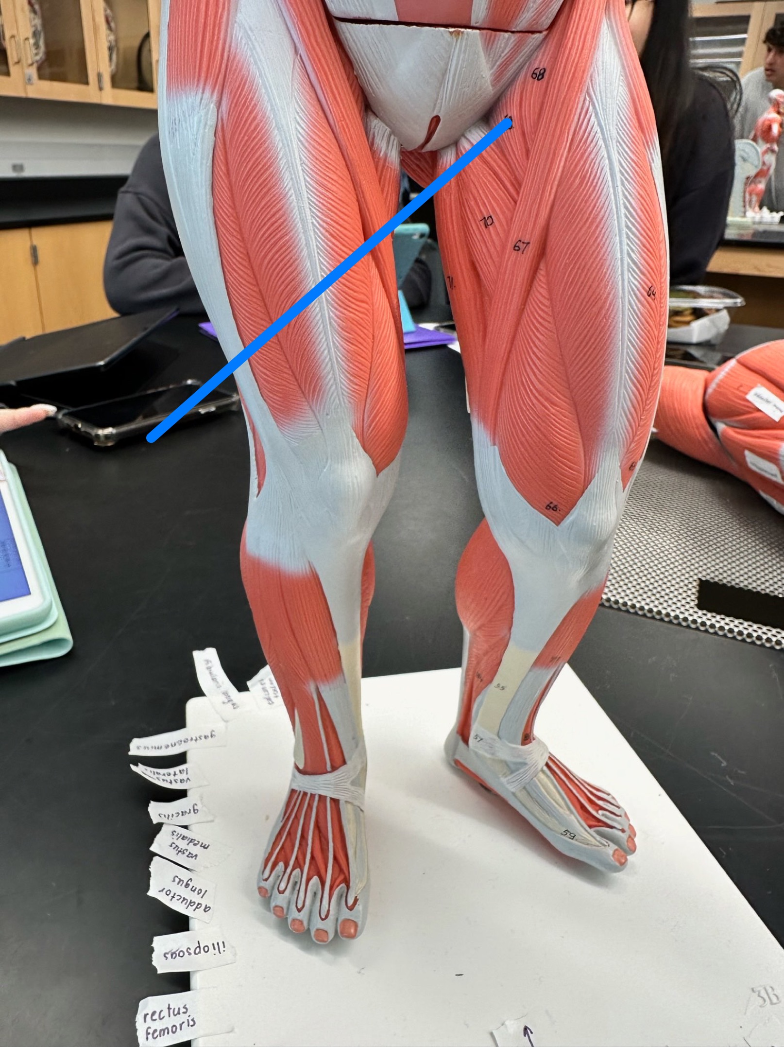 <p>ID muscle</p>