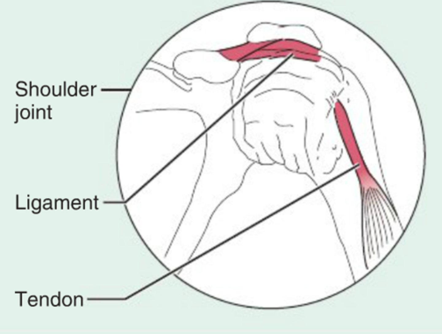 <p>tendons, most ligaments, aponeuroses</p>