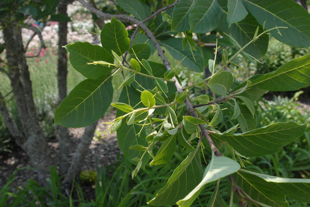 <p><em>Chionanthus virginicus</em></p>