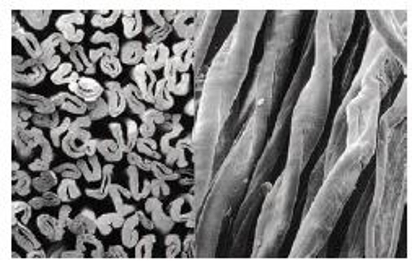 <p>What fiber is this?</p>