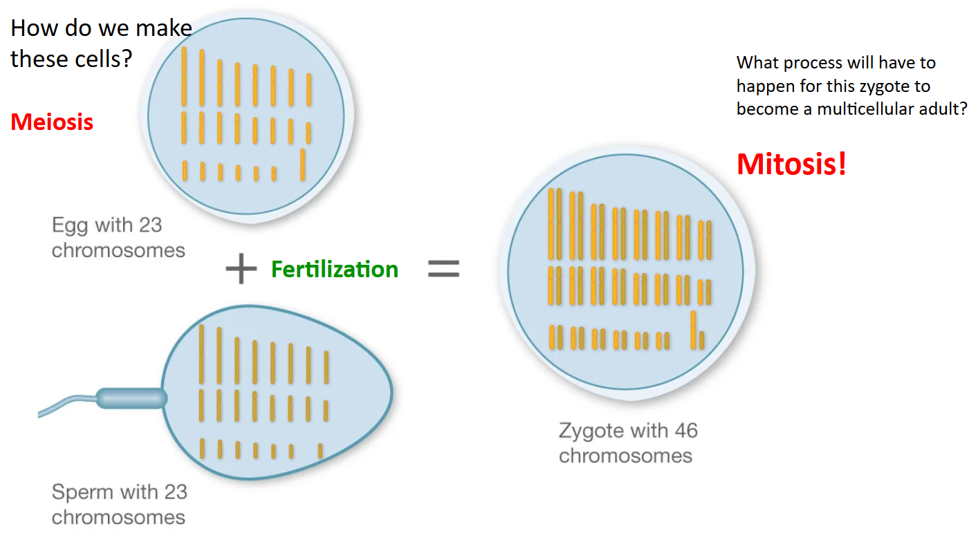 Overview of Meiosis