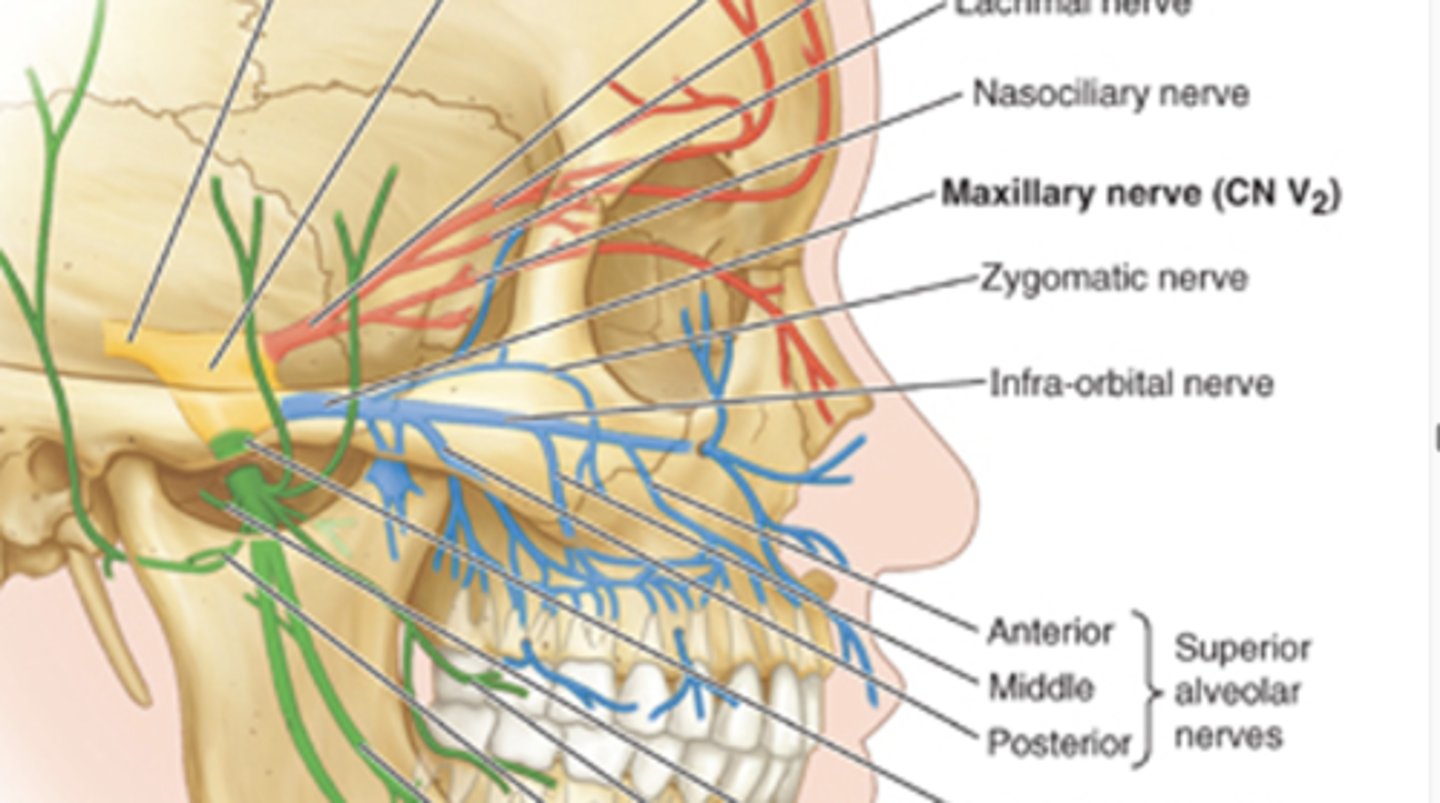 <p>1. zygomatic nerve</p><p>2. ganglionic branches of ptyergopalatine ganglion</p><p>3. posterior superior alveolar nerve</p><p>4. infraorbital nerve</p><p>5. greater palatine nerve</p><p>6. lesser palatine nerves</p><p>7. nasopalatine nerve</p>