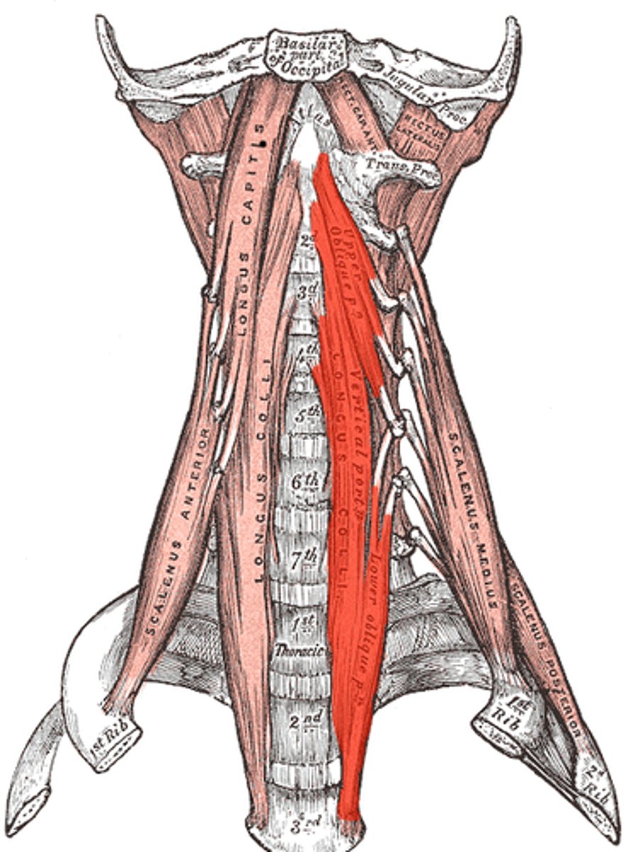 <p>what is the o,i,a,in of the longus colli?</p>
