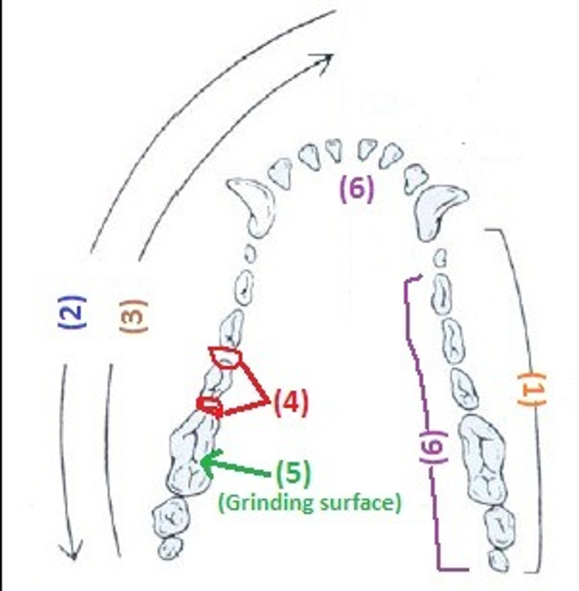 knowt flashcard image