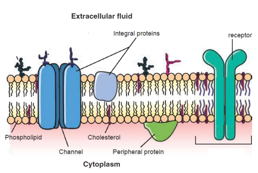 <p>all cells are surrounded by a fluid, lipid-protein bi-layer called the cell membrane</p><p>functions: provides cellular structure, fluidity of membrane/cell, physical barrier that prevents free passage of substances</p><p>semi permeable membrane</p>