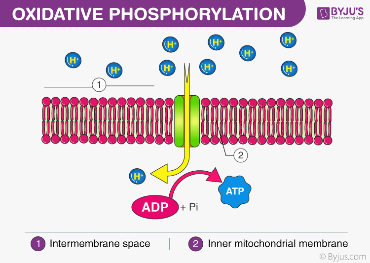 the process by which cells generate ATP (adenosine triphosphate) through the transfer of electrons from NADH and FADH2 to oxygen. 

occurs in the inner mitochondrial membrane and involves a series of protein complexes called the electron transport chain. 

As electrons pass through the chain, energy is released and used to pump protons across the membrane, creating an electrochemical gradient. 

This gradient drives ATP synthesis by ATP synthase, a protein complex that uses the flow of protons to convert ADP (adenosine diphosphate) to ATP. 

Overall, oxidative phosphorylation is a crucial step in cellular respiration, producing the majority of ATP in aerobic organisms.