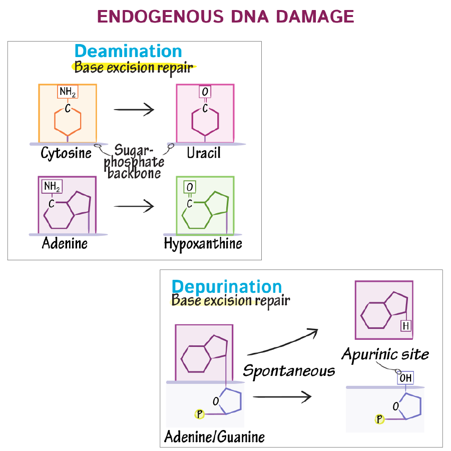 <p>Deamination: In pyrimidine bases (C, T) Loss of amino group in the presence of water that converts the base such as cytosine into uracil</p><p>Depurination: Loss of purine bases (A, G) due to cleavage of bond between base and deoxyribose sugar, leaving an apurinic site in DNA, leading to random mutations which can cause genome instability or cell death</p>