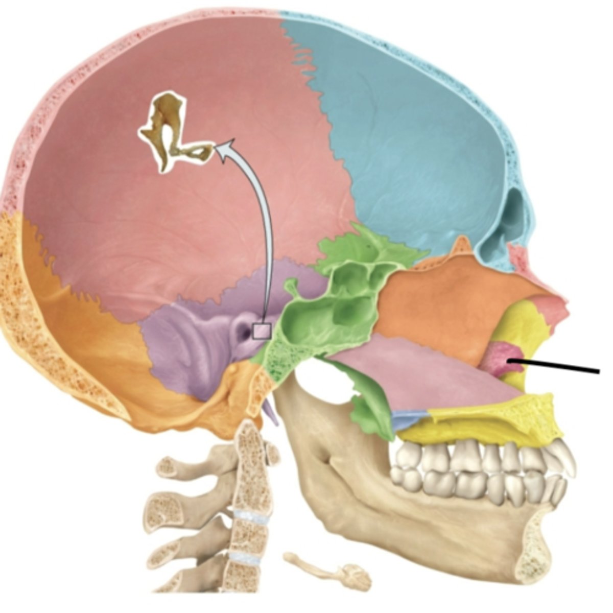knowt flashcard image