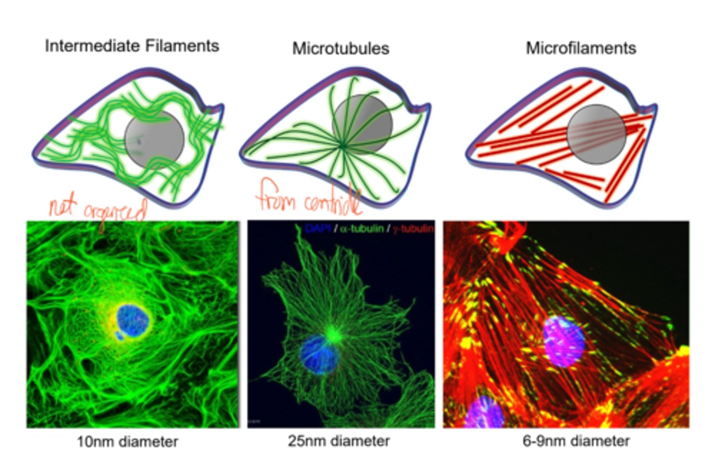 <p>Microtubules are the largest, followed by intermediate filaments, and microfilaments (actin filaments).</p><p>Intermediate filaments are web-like, microtubules are spider-shaped, and microfilaments are line like.</p>