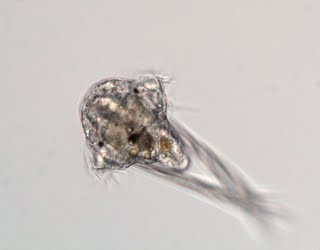 <p>Asexual: budding (polychaetes)</p><p>Sexual: external fertilization; hermaphroditic</p><p>Early larvae = trocophore</p>