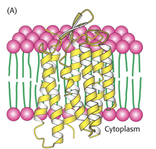 It is a helix of hydrophobic amino acids that act as a transmembrane domain