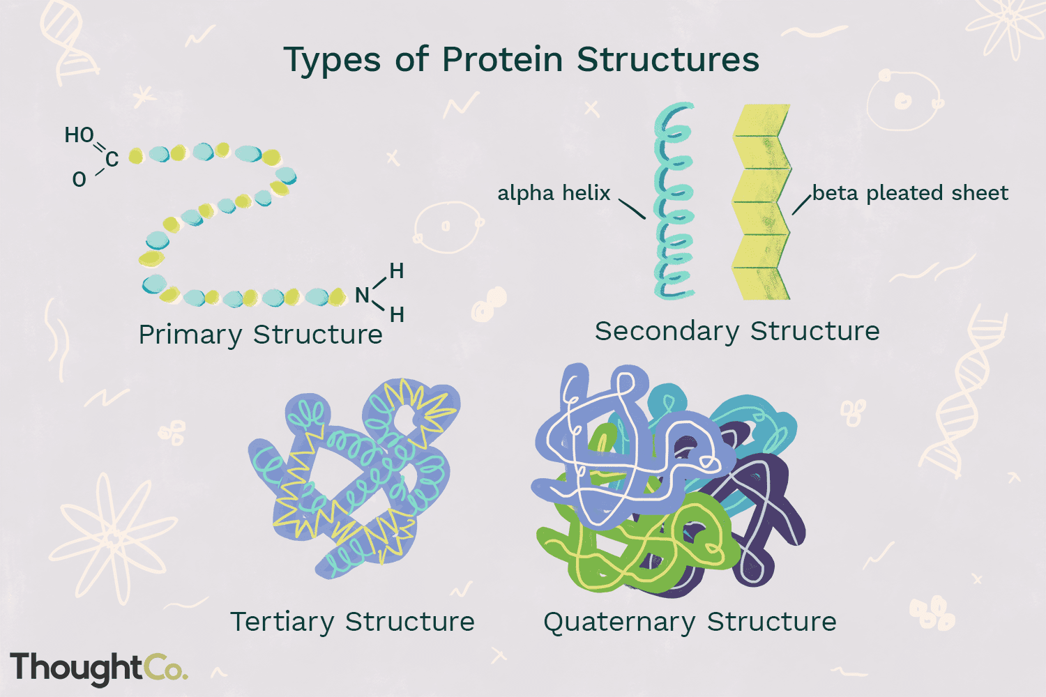 <ul><li><p>Primary - The unique sequence and number of amino acids in a polypeptide chain.</p></li><li><p>Secondary - Two main types, alpha helix and beta pleated sheets; Hydrogen bonding of the peptide backbone causes the amino acids to fold into a repeating pattern.</p></li><li><p>Tertiary- Three-dimensional structure of a polypeptide; caused by chemical interactions between various amino acids and regions of the polypeptide.</p></li><li><p>Quaternary - consists of more than one amino acid chain</p></li></ul><p></p>