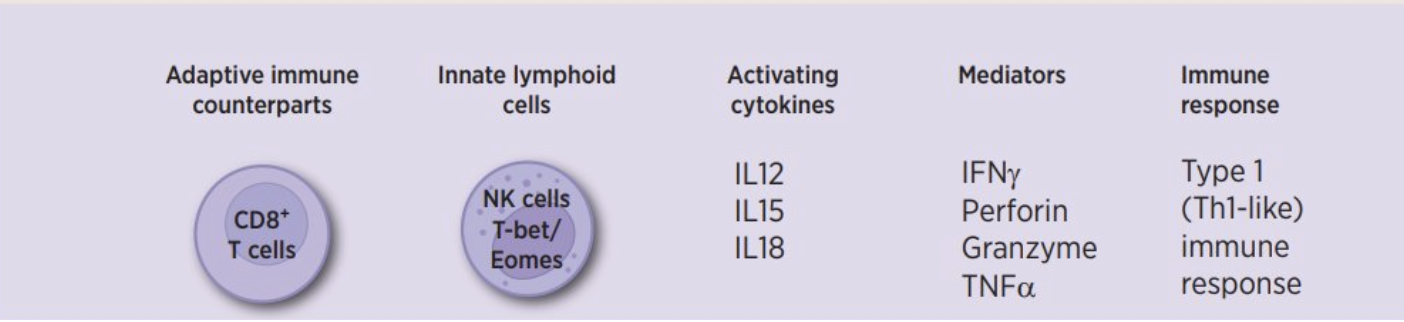 <ul><li><p>innate lymphoid cell</p></li><li><p>lacks an antigen receptor</p></li><li><p>tissue-resident and circulating</p></li><li><p>functionally analogous to CD8+ T cells</p></li><li><p>participate in type 1 (Th1) immune responses (transformed cells like viruses and cancer)</p></li></ul><p></p>