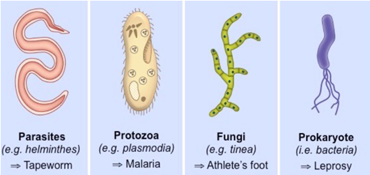 Cellular
