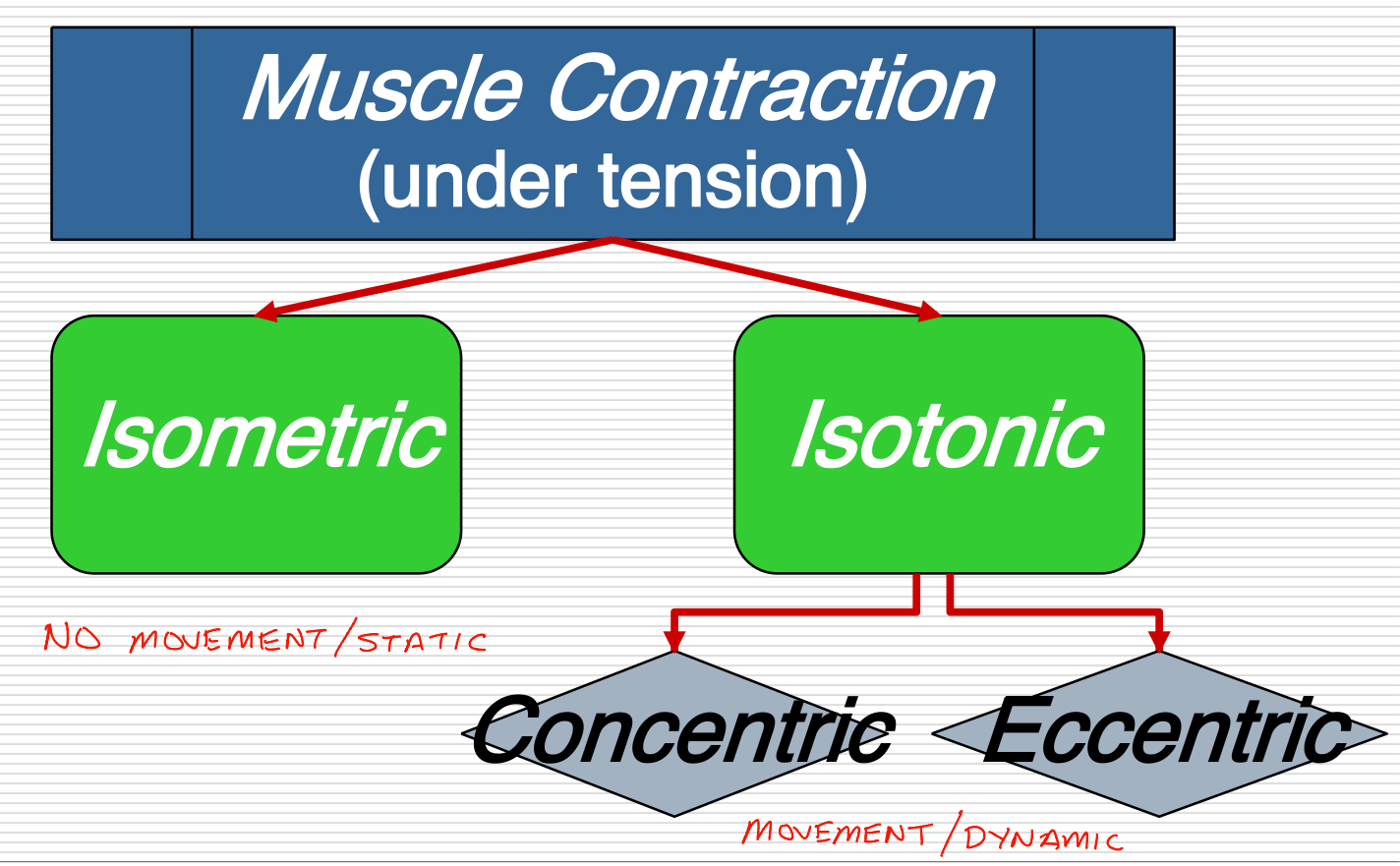 <p>Involve muscle developing tension to either cause or control joint movement </p><p>Dynamic contractions </p><p>Contractions are either <u>concentric or eccentric</u> on basis of shortening/lengthening under tension </p>